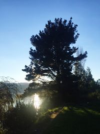 Trees on field against clear sky