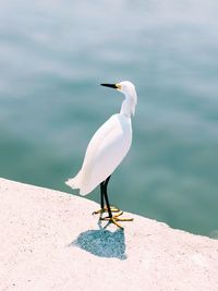 High angle view of bird perching on pier