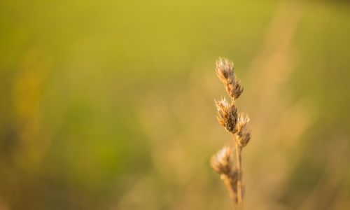 Close-up of wilted plant on field