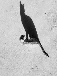 High angle view of bird on sand