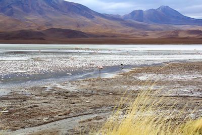 Panoramic view of lagoon laguna de canapa with flamingo at uyuni in bolivia,south america