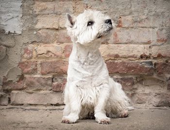 White dog against brick wall