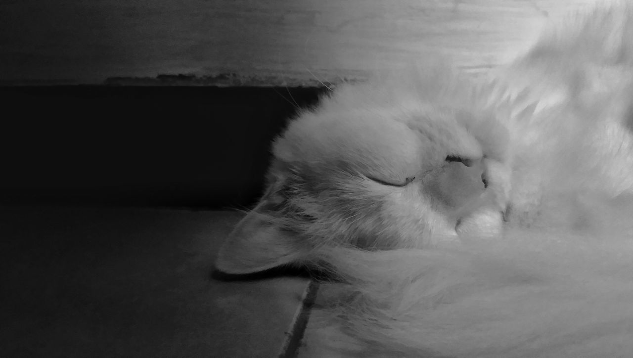 CLOSE-UP OF A CAT SLEEPING ON THE WALL