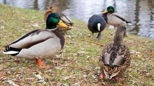 Mallard duck on grass