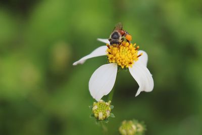 Close-up of insect on yellow flower