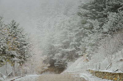 Pathway amidst snow covered trees in forest