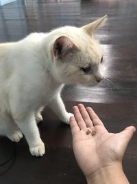 Close-up of hand touching white cat