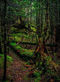 Trees in forest