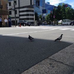 Birds perching on road in city