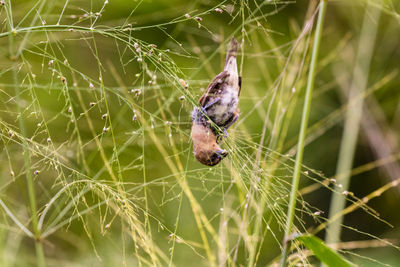 Close-up of spider on web