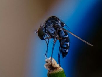 Close-up of insect on hand