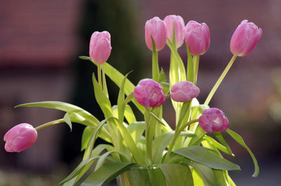 Close-up of pink flowering plant