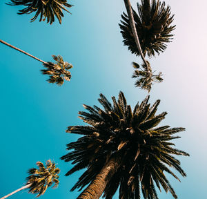 Low angle view of palm trees against clear sky