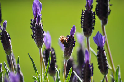 Close-up of bee on lavender