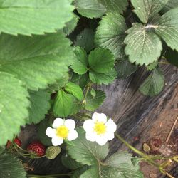 High angle view of flowering plant