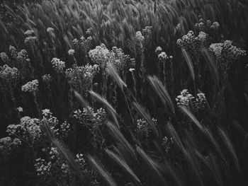 Plants growing on field