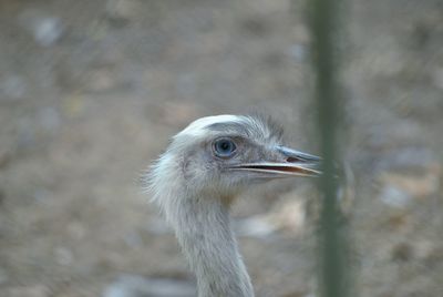 Close-up of ostrich