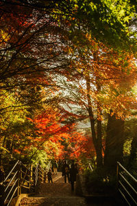 Rear view of people walking on footpath during autumn