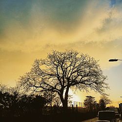 Silhouette of trees at sunset