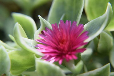 Close-up of pink flowering plant