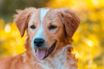 Close-up portrait of dog