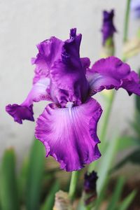 Close-up of purple flowering plant