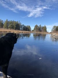 View of dog in lake