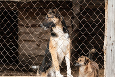 Horse in cage at zoo