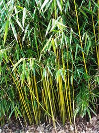 High angle view of bamboo plants on field