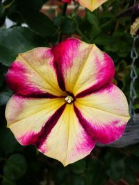 Close-up of pink flower blooming outdoors