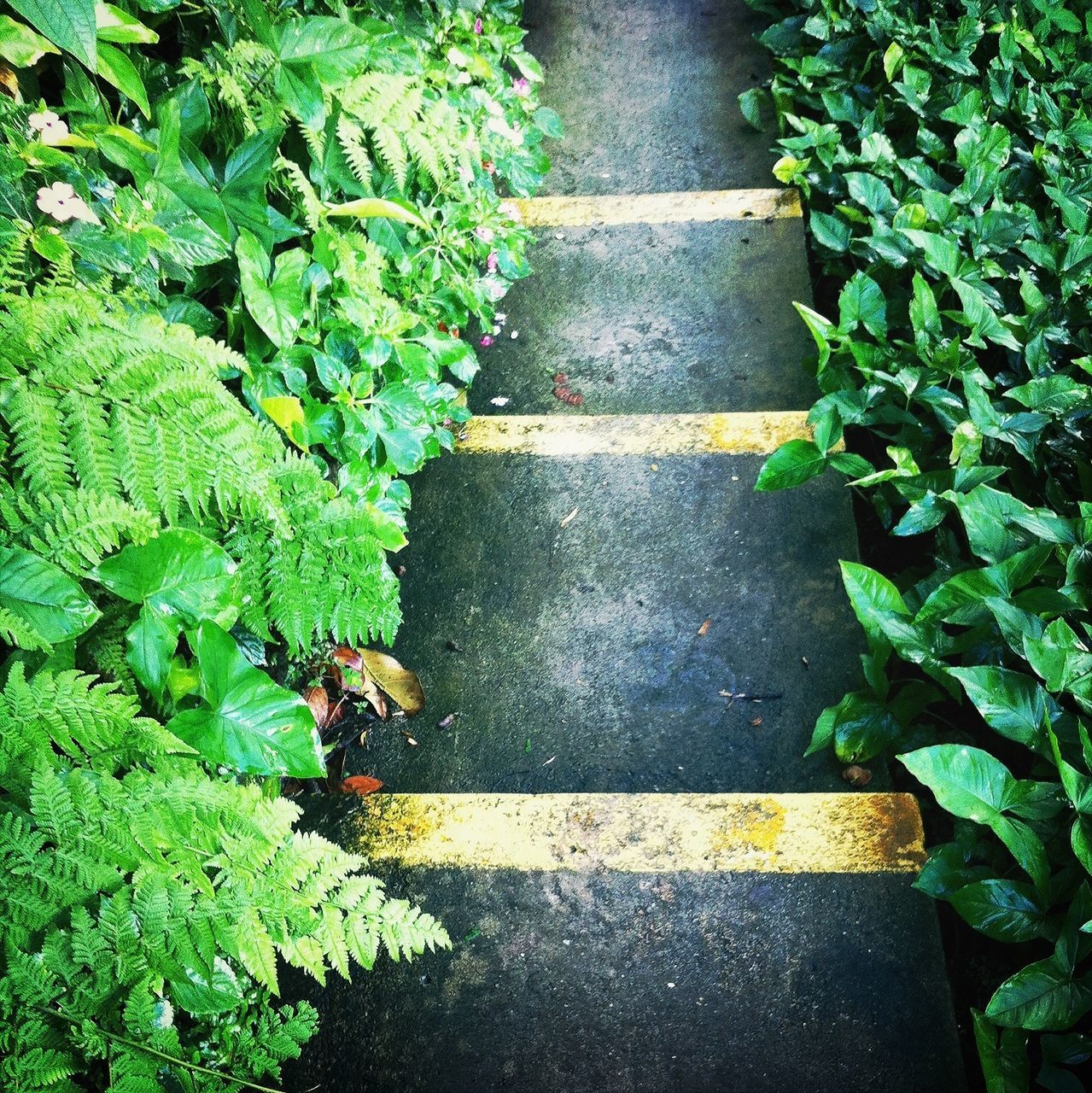 plant, leaf, green color, growth, high angle view, the way forward, nature, footpath, steps, outdoors, day, no people, sunlight, green, flower, freshness, lush foliage, beauty in nature, tranquility, bush