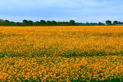 Scenic view of yellow flowering field against sky