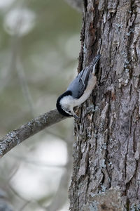 tree trunk