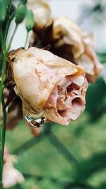 Close-up of wilted rose