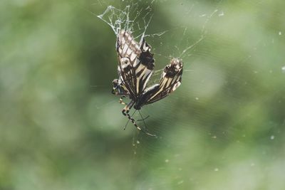 Close-up of spider on web