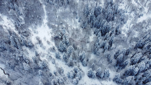 Full frame shot of pine trees during winter