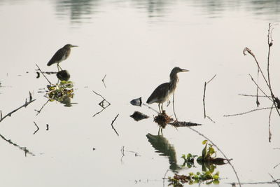 Birds perching on water