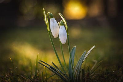 Close-up of white flowering plant on field