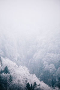 Scenic view of forest against sky during winter