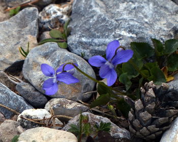 High angle view of purple crocus flowers