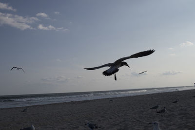 Seagulls flying over beach against sky