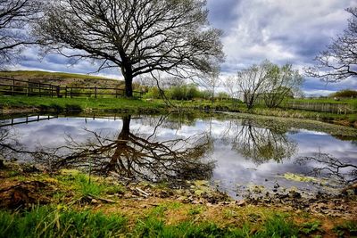 Reflection of bare trees in lake