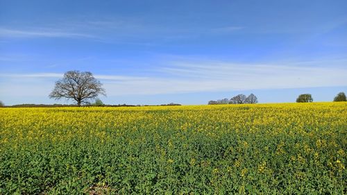 Scenic view of oilseed rape field against sky