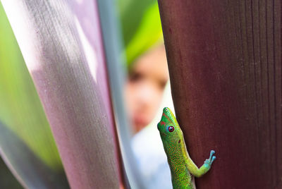 Young boy looking at a gecko lizard up close in the wild