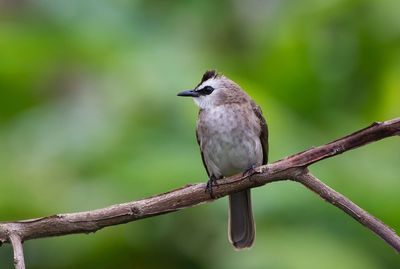 Close-up of bird perching on branch