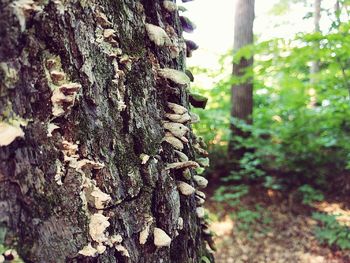 Close-up of tree trunk in forest