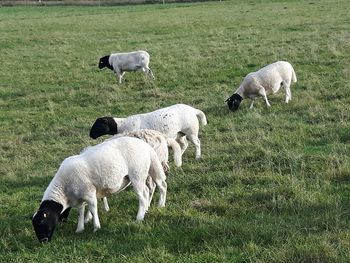 Cows grazing in pasture