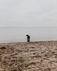 Rear view of man standing on beach against sky