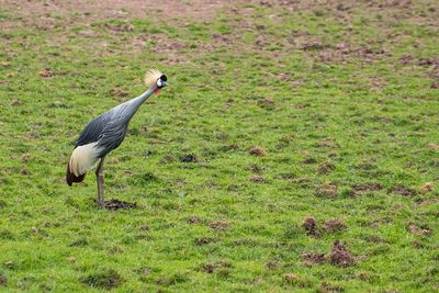 High angle view of gray heron on field