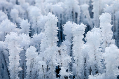 Close-up of snow on tree against sky